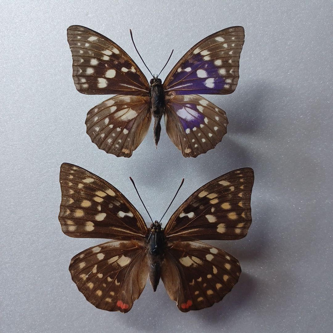 蝶 標本 オオムラサキ(虫類)｜売買されたオークション情報、yahooの